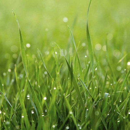 Piensos, abonos y vinos